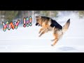 German Shepherd Dog Jumping In The Snow and Enjoying | Ayers Legends