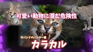 ひとくち解説　カラカル　サバンナのハンター猫の危険な一面