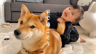 我が家のおうち時間は、柴犬と娘の触れ合いの時間