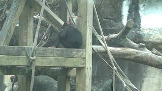 20201120 台北動物園 黑猩猩 チンパンジー Chimpanzee