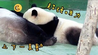 圓寶蹭奶成功，圓寶喝奶好滿足|熊貓貓熊The Giant Panda Yuan Yuan and Yuan Bao|台北市立動物園