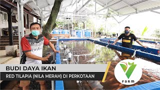 Solusi Budi Daya Ikan Red Tilapia (Nila Merah) di Lahan Perkotaan