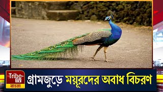 গ্রামজুড়ে ময়ূরদের অবাধ বিচরণ, ময়ূর-মানুষের সখ্যতা আউশগ্রামে