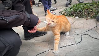 【和貓住】一只橘猫被困在树上一天一夜，一下来就追着人要猫条吃