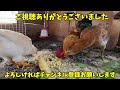 大きい鶏たちと生きることになったヒヨコの末路…【鶏飼育】 50話目