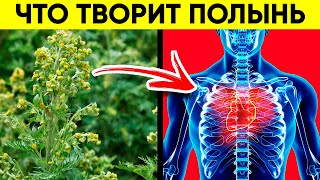 ВОТ ЧТО ТВОРИТ ПОЛЫНЬ! (Реальная Польза и Вред Полыни)