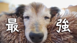 【18歳と15歳老犬カニンヘンダックスVlog】ソラの寝顔は最強という噂があります　我が家での話😅