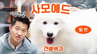 Samoyed hair part｜Kang Hyung-wook's breed's encyclopedia X Extreme owner Somi X Backgomi