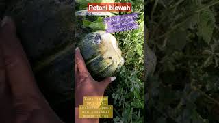 keuntungan menggiurkan tanam blewah menjelang puasa #petani #blewah #melon #semangka #peluang #usaha