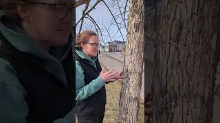 EAB Spring Check For Damage