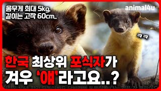 몸무게 5kg, 몸길이 고작 60cm 동물의 비밀 I KBS 히든트랙 - 숲이 말하길 231214 방송