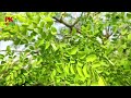 sahjan ki patte khane ke fayde जानिये moringa leaves के अद्भुत चमत्कारी फायदे moringa leaves