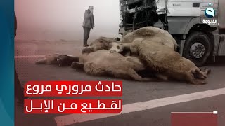 بسبب الضباب.. حادث مروري مروع بين شاحنة نقل وقطيع من الجمال على طريق الناصرية - السماوة