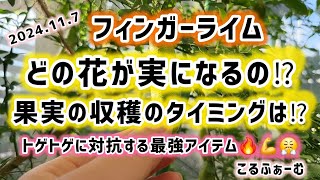 【フィンガーライム】収穫のタイミングなど