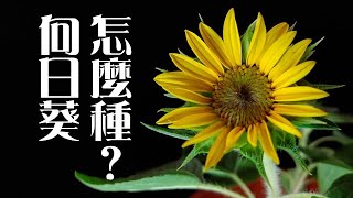 向日葵Sunflower怎麼種《葛斯怎麼種》15