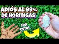 AQUÍ TE TRAIGO LA SOLUCIÓN para acabar con las HORMIGAS de tu casa, PLANTAS, jardín! REMEDIO CASERO