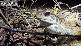 オキナワオオサワガニ、リュウキュウカジカガエル、ホルストガエル、シロオビアゲハ、オキナワキノボリトカゲ/2023.9.16