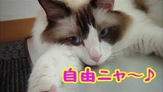 兄の帰りが遅いと大泣きした弟猫ハウル君 Howl the cat had a mournful meow when his brother is going to the vet.