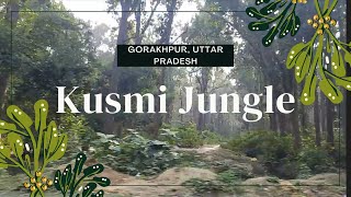 Kusmi jungle gorakhpur ! कुश्मी जंगल गोरखपुर जिला | Kusmi Jungle Gorakhpur | KUSMI JUNGLE