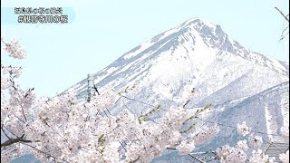 福島県猪苗代町の桜の名所。観音寺川両岸には約1kmにわたりソメイヨシノをはじめとした桜並木が続きます。川のせせらぎを聞きながらのんびりとお散歩しませんか？【ハシュカリ#475 観音寺川の桜】