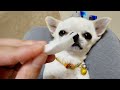 我が家流の涙やけケア教えます【チワワ】【ルーティーン】【犬】【dog】【chihuahua】【多頭飼い】