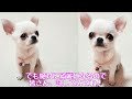 我が家流の涙やけケア教えます【チワワ】【ルーティーン】【犬】【dog】【chihuahua】【多頭飼い】