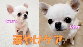 我が家流の涙やけケア教えます【チワワ】【ルーティーン】【犬】【dog】【chihuahua】【多頭飼い】