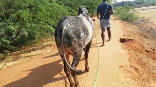 நம்ப கருப்பு மாடு kunnarampatti