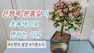 코끼리가 사랑하는 사랑무?🌸🐘ㅣ은행목 잎 관리ㅣ은행목꽃말ㅣ#신쌤의다다육선(多肉植物, succulent, たにくしょくぶつ)