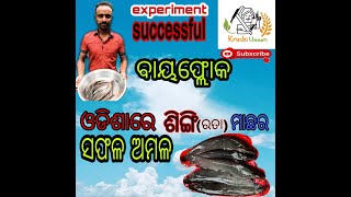 ଓଡ଼ିଶାରେ ସମେଣ୍ଟ ଟାଙ୍କି ବାୟଫ୍ଲୋକ ରୁ ଶିଙ୍ଗି(ରତା)ମାଛର ସଫଳ ଅମଳ(successfully biofloc singi fish harvest)