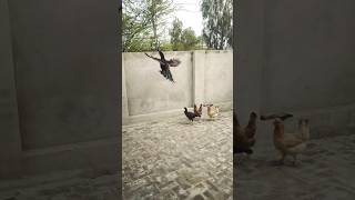 Aseel Murga ne jump kar diya 🐓.  #aseelmurga #shorts #eagles #viral #shortvideos #pets #birds