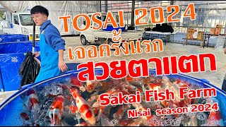 สวยตาแตก เจอปลา Tosai Sakai 2024  ครั้งแรก EP:2 Nisai  season sakai fish farm 2024.