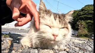 フワフワな猫島の島猫をナデると優しい顔になって嬉しい　cutecats