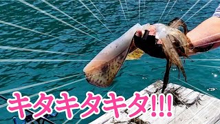 和歌山ヤエン釣り！YSW釣法で目指せ春のアオリイカ★坂田渡船 Squid Fishing