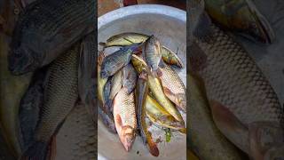 ৫৫০ টাকার দেশি মাছ। #shorts #shortsviral #shortsvideo #reels #instagram #bdfishinglife #ytshorts