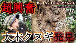 ジャンヒラ？オオクワガタ？超興奮の大木クヌギ発見！ Japan's Record Stag beetle Hunter