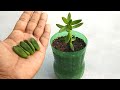 Grow crassula indoors | Soil mix for crassula plants