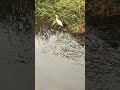 【４k映像】シラサギ　white egret