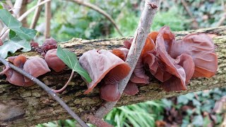 เก็บเห็ดหูหนูรอบแรกของปี2025 ป่าอังกฤษ🇬🇧 อากาศหนาวติดลบ เห็ดแช่แข็ง Wood ear mushrooms