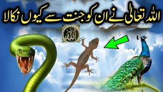 Why did Allah remove the peacock and the snake from Paradise