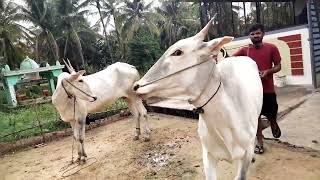 Hallikar ox searching for pair Hagalahalli Santhosh