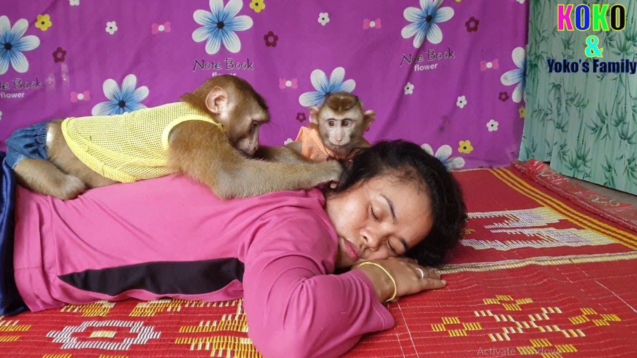 Cutest Little B.B Monkey Yoko And Koko Helping Mom For Groom - Lovely ...