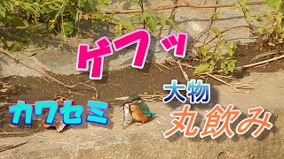 カワセミの鳴き声と大きな魚を飲み込む捕食シーン