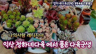 익산정하네다육표 다육군생 품다 내사랑레티지아2개더 늘었네요 골든글로우금 팅커벨 특이한넥스금succulents  plant 多肉植物