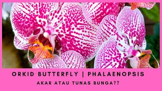 Cara Membezakan Tunas Bunga \u0026 Akar Orkid Butterfly | Phalaenopsis | Zikrullah Mengagungkan Allah 🤩