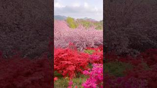 전주 완산공원의 봄🌸