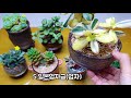 초보자님 키우기쉬운 8가지 다육이소개및 농장주님이 알려주신 장마철과폭염시 물주기 succulents