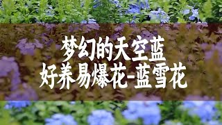 【惠惠的花园】梦幻的天空蓝色花朵-蓝雪花，可以爬墙，可以垂吊，还可以做成棒棒糖。蓝雪花喜欢光照好的环境，保持充足的日照就非常容易爆花