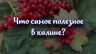 То самое полезное в калине: что она лечит и как ее лучше принимать