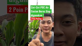 Tanda Pupuk Organik Cair dari Air Cucian Beras Sudah Jadi #pupuk #pupukorganik